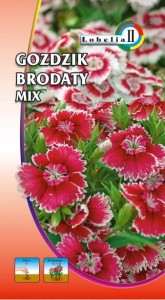 Goździk brodaty pełny mieszanka 1g  / L /