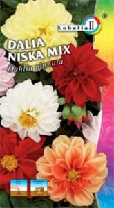 Dalia karłowa niska mix 0,5g  / L /