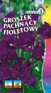 Groszek pachnący fioletowy 2g  / L /