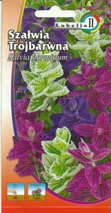 Szałwia trójbarwna mix 0,3g  / L /