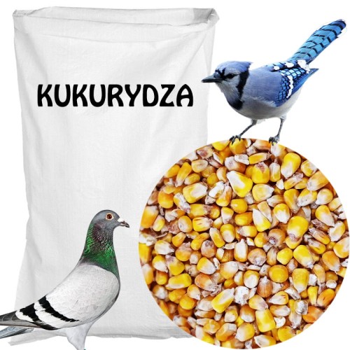 KUKURYDZA.jpg