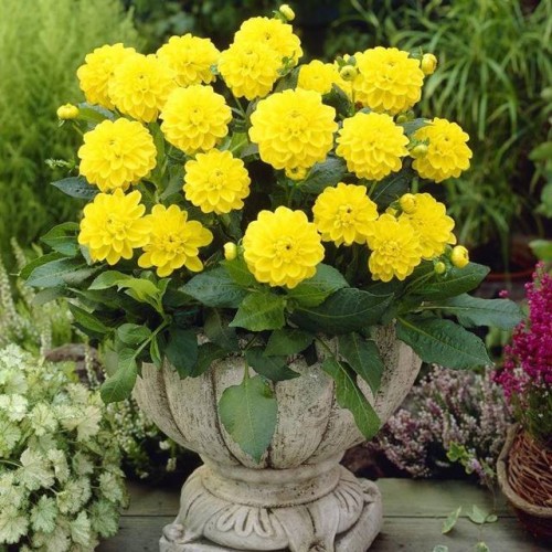 Dalia Dekoracyjna Sisa rozmiar II