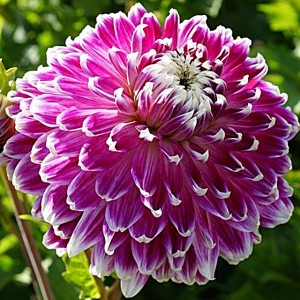 Dalia Dekoracyjna Vancouver rozmiar II