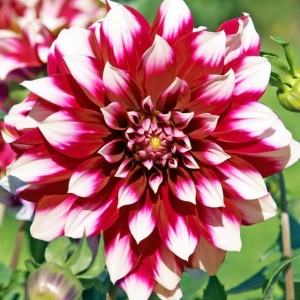 Dalia dekoracyjna Siedlerstolz II wybór 1 szt.