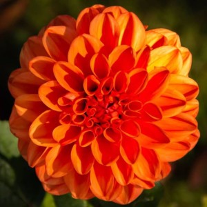 Dalia dekoracyjna Orange Nugget II wybór 1 szt.