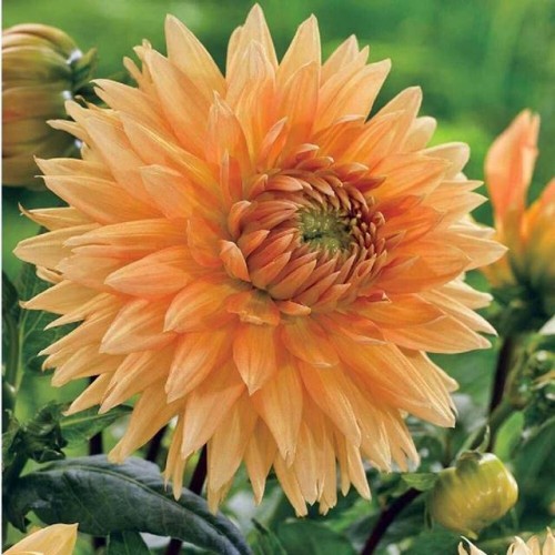 Dalia dekoracyjna Noordwijk Glorie II wybór 1 szt