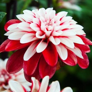 Dalia Dekoracyjna Pacific Time rozmiar II