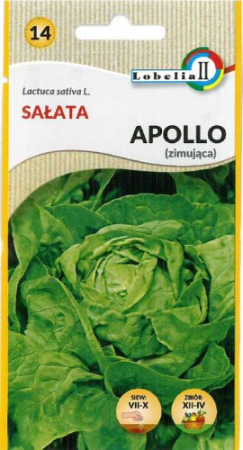 Sałata głowiasta zimująca Apollo 1g  / L /