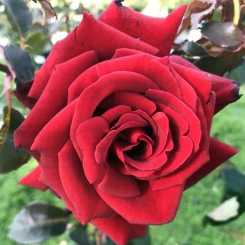 57624_52354