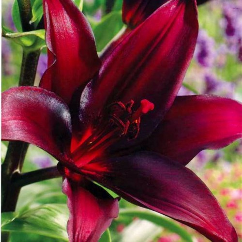 Lilia azjatycka Landini 1 szt.