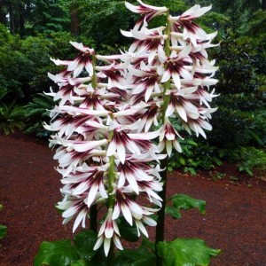 Cardiocrinum giganteum Lilia himalajska 1 szt
