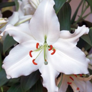 Lilia orientalna Rialto 1 szt.