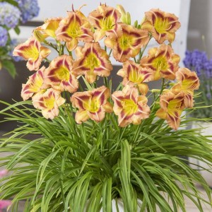 Hemerocallis Liliowiec London Eye 1 szt.
