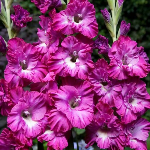 Mieczyk Karbowany Egzotyczny Nablus 5 szt.