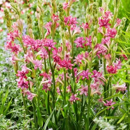 Polianthes tuberosa Tuberoza Cherry 1 szt.