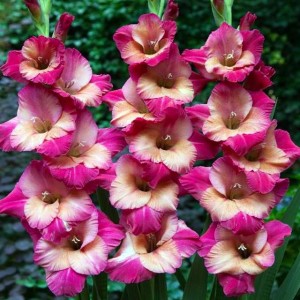 Gladiolus Mieczyk Ted's Favourite 5 szt.
