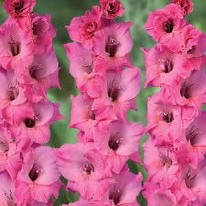 Gladiolus Mieczyk różowy 100 szt.