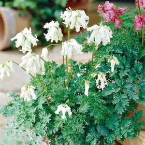 Dicentra Formosa Aurora Serduszka Piękna 1 szt.