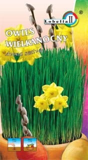 Owies wielkanocny 20g  / L /