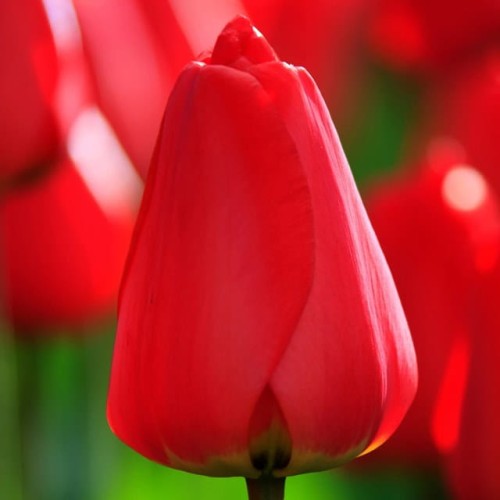 Tulipan czerwony 5 szt.