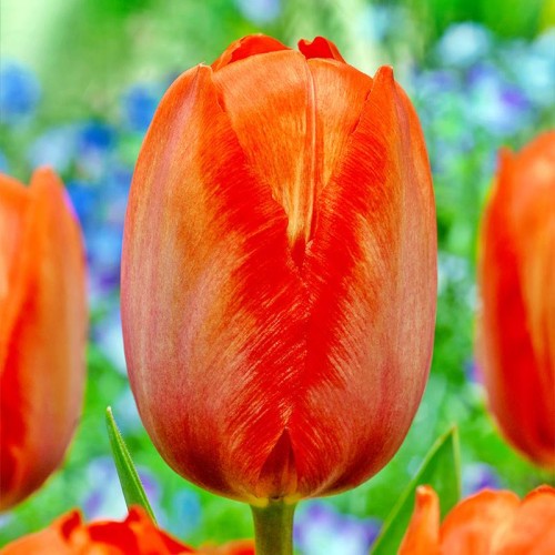 Tulipan pomarańczowy 5 szt. 10/11