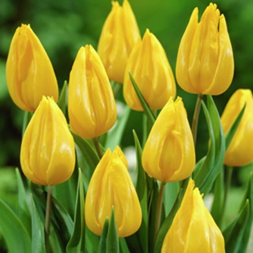 Tulipan żółty 5 szt. 10/11