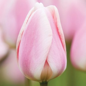 Tulipan jasnoróżowy 5 szt.