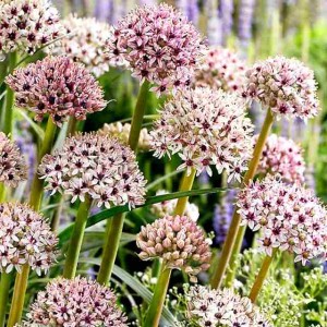 Allium Czosnek Silver Spring 1 szt.