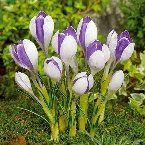 Krokus wiosenny Vanguard 10 szt.