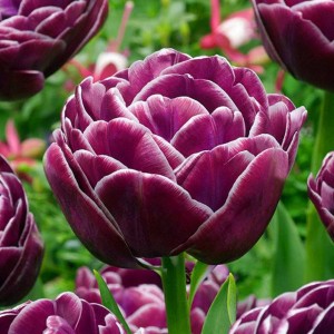 Tulipan pełny Dream Touch 5 szt.