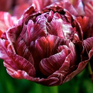 Tulipan pełny Nachtwacht 1 szt.