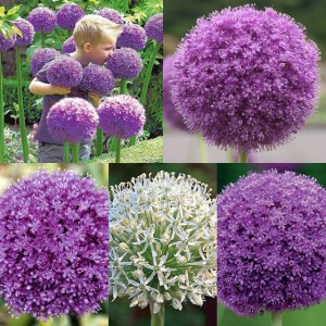 Zestaw Allium Czosnek 5 szt.