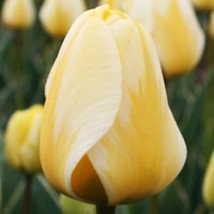 Tulipan Darwina Cream Coctail 5 szt.