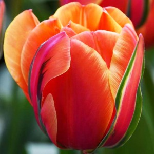 Tulipan pełny Queensday 5 szt.
