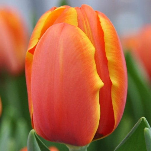 Tulipan pomarańczowy XXL 5 szt. 14/+