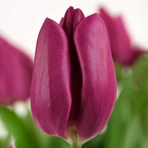 Tulipan fioletowy XXL 5 szt. 14/+