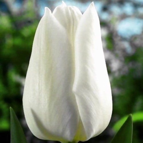 Tulipan biały XXL 5 szt. 14/+
