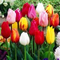 Tulipan triumph mix.jpg