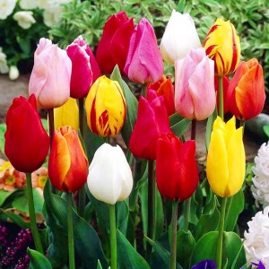 Tulipan promocyjny mieszanka mix 5 szt. 10/11