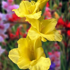 Gladiolus Mieczyk żółty Bono XXL 5 szt.