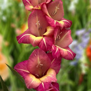 Gladiolus Mieczyk wielokolorowy XXL 5 szt.