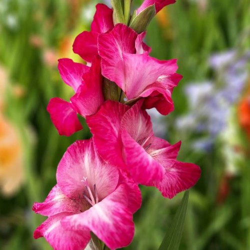 Gladiolus Mieczyk Cantate XXL 5 szt. 14/16
