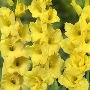 Gladiolus Mieczyk żółty Yellowa XXL 5 szt.