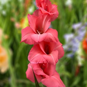 Gladiolus Mieczyk różowy XXL 5 szt.