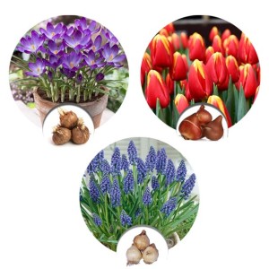 Jesienny zestaw tulipan, szafirek, krokus 150 szt.