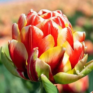 Tulipan pełny Cannonball 5 szt.