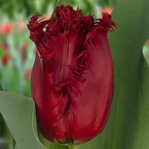 Tulipan strzępiasty Indiana 5 szt.