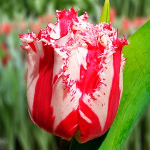 Tulipan strzępiasty Las Palmas 5 szt.