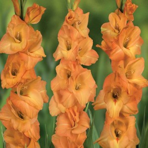 Gladiolus Mieczyk pomarańczowy 5 szt. 10/12