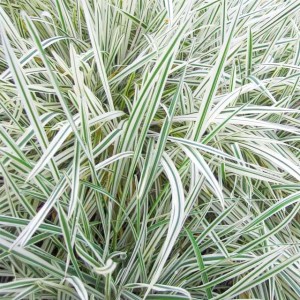 Rajgras wyniosły Arrhenatherum Variegata P9 1 szt.